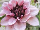 Flower01