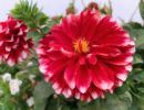 Flower02